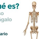 Hueso Astrágalo Hueso Astrágalo