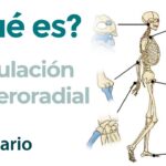Articulación humeroradial Articulación humeroradial