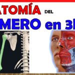 Hueso húmero Hueso húmero