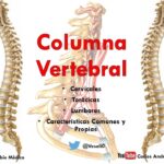 Columna vertebral o raquis Columna vertebral o raquis
